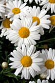 ARGYRANTHEMUM SASSY COMPACT WHITE