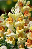 ANTIRRHINUM MAJUS FREESONG YELLOW SONG