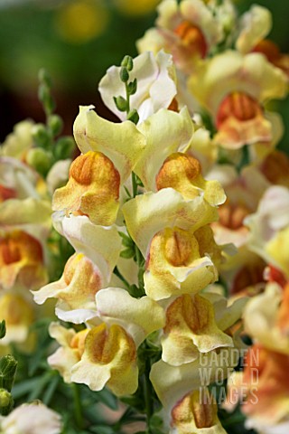 ANTIRRHINUM_MAJUS_FREESONG_YELLOW_SONG