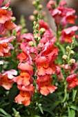 ANTIRRHINUM MAJUS FREESONG BRONZE