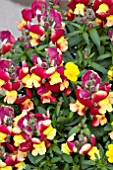 ANTIRRHINUM MAJUS FLORAL SHOWERS