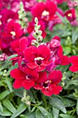 ANTIRRHINUM MAJUS BELLS RED