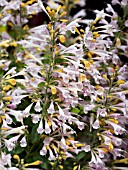 AGASTACHE ACAPULCO YELLOW WHITE