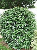 LAURUS NOBILIS,  SHRUB WITH EVERGREEN AROMATIC FOLIAGE.