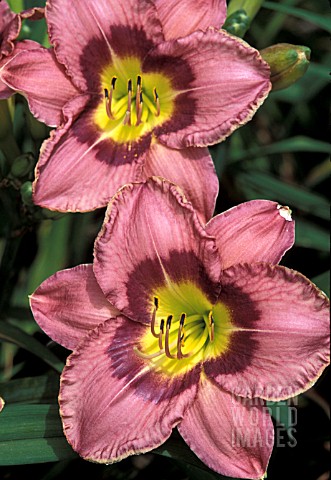 _HEMEROCALLIS_ALWAYS_AFTERNOON