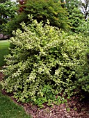 WEIGELA NANA VARIEGATA