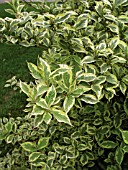 WEIGELA NANA VARIEGATA