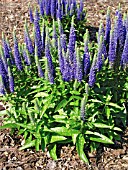 VERONICA SPICATA ROYAL CANDLES