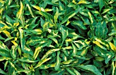 ALTERNANTHERA YELLOW JOSEPHS COAT,  ANNUAL, VARIEGATED, LEAVES