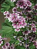 LAVATERA TRIMESTRIS,  PINK AND WHITE FLOWERS CLOSE UP