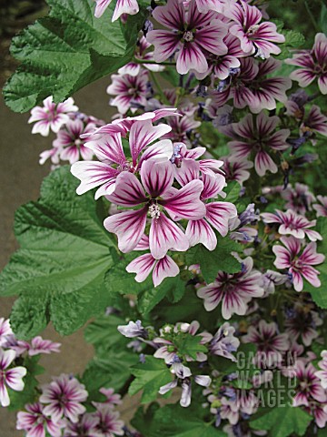 LAVATERA_TRIMESTRIS__PINK_AND_WHITE_FLOWERS_CLOSE_UP