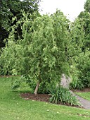 SALIX MATSUDANA TORTUOSA,  CORKSCREW WILLOW