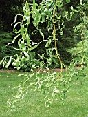 SALIX MATSUDANA TORTUOSA,  CORKSCREW WILLOW