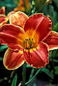 HEMEROCALLIS RED INFERNO