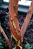 ARBUTUS MARINA,  EVERGREEN, TREE, BARK, CLOSE UP