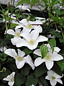 CLEMATIS HULDINE,  (VITICELLA GROUP CLEMATIS),  (AGM)