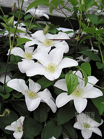 CLEMATIS_HULDINE__VITICELLA_GROUP_CLEMATIS__AGM