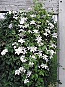 CLEMATIS HULDINE,  SHOWING CLIMBING HABIT. (VITICELLA GROUP CLEMATIS),  (AGM).