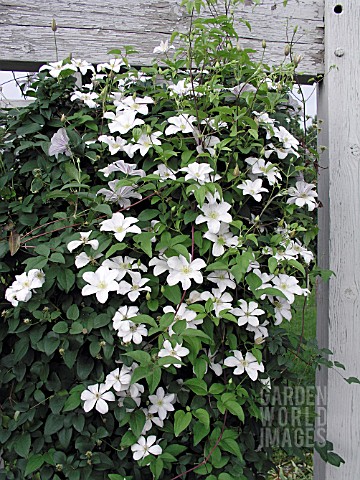 CLEMATIS_HULDINE__SHOWING_CLIMBING_HABIT_VITICELLA_GROUP_CLEMATIS__AGM