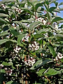 CORNUS STOLONIFERA BAILEYI