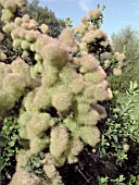 COTINUS COGGYGRIA (SMOKE TREE)