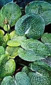 HOSTA CRINKLECUP