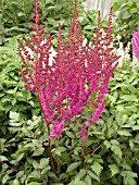 ASTILBE CHINENSIS VISIONS IN RED