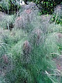 FOENICULUM VULGARE PURPUREA,  BRONZE FENNEL