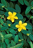 HYPERICUM CALYCINUM,   CREEPING SAINTJOHNS WORT ROSE OF SHARON