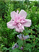 HIBISCUS SYRIACUS ARDENS