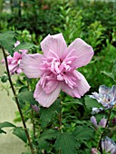 HIBISCUS SYRIACUS ARDENS