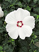 HIBISCUS SYRIACUS REDHEART