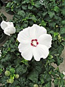 HIBISCUS SYRIACUS REDHEART