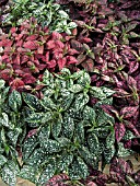 HYPOESTES PHYLLOSTACHYA (POLKA DOT PLANT)