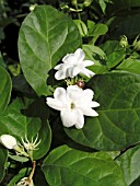 JASMINUM SAMBAC MAID OF ORLEANS