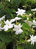 JASMINUM SAMBAC MAID OF ORLEANS