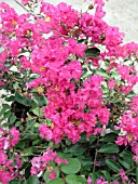 LAGERSTROEMIA BATON ROUGE