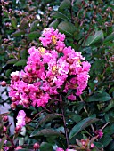 LAGERSTROEMIA RASPBERRY SUNDAE