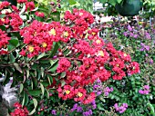 LAGERSTROEMIA RED ROCKET