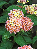 LANTANA LUCKY PEACH SUNRISE