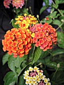 LANTANA LUCKY RED HOT