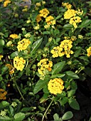 LANTANA NEW GOLD