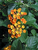 LANTANA RADIATION