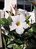 MANDEVILLA SUN PARASOL