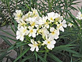 NERIUM OLEANDER YELLOW