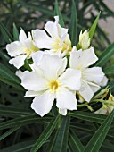 NERIUM OLEANDER YELLOW