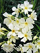 NERIUM OLEANDER YELLOW