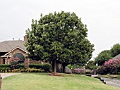 QUERCUS MACROCARPA (BUR OAK)