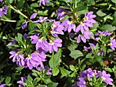 SCAEVOLA AEMULA (FAN FLOWER)