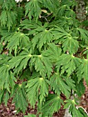 ACER JAPONICUM ACONITIFOLIUM (JAPANESE MAPLE)